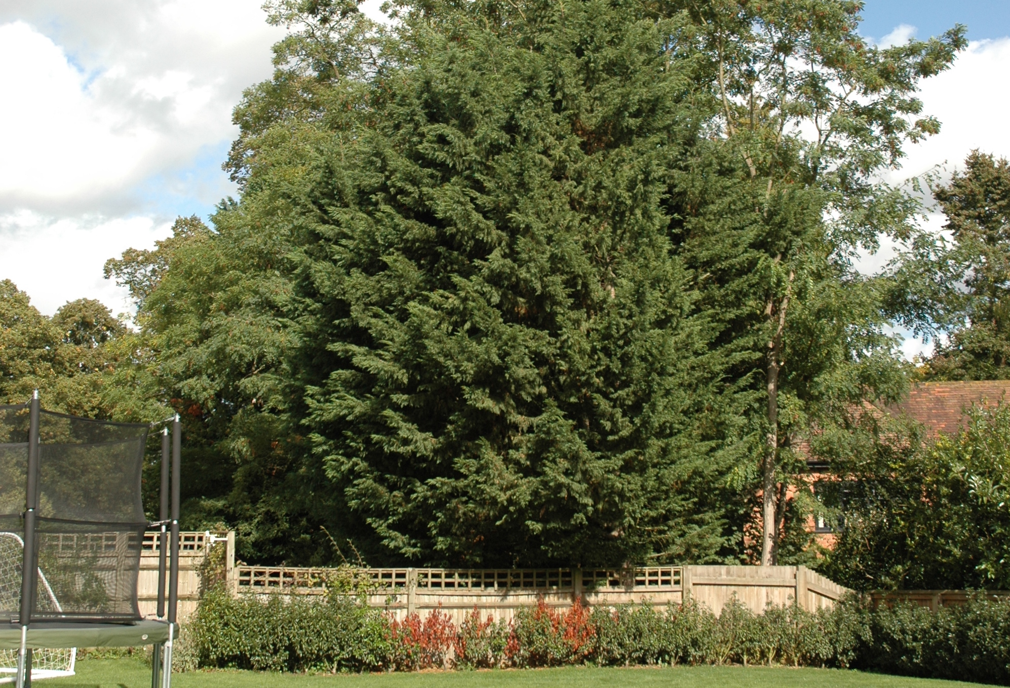 Garden Posts Leylandii Tree
