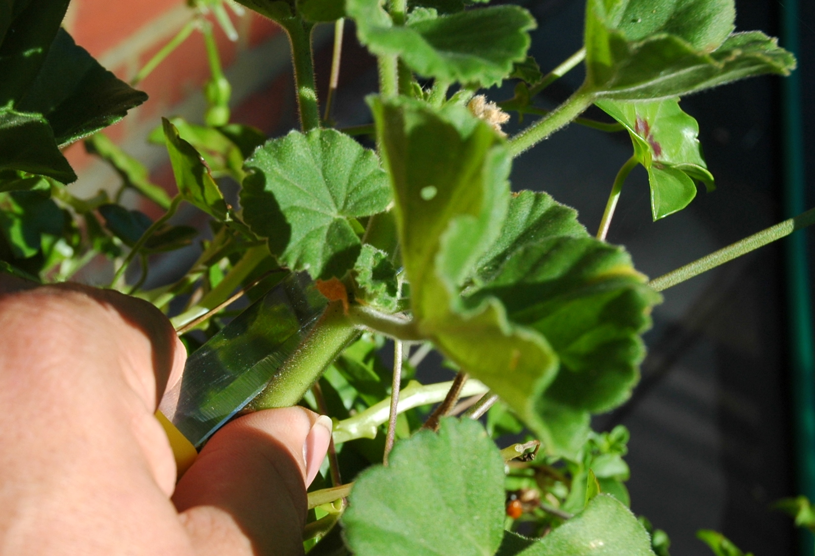 How To Take A Cutting Of A Geranium