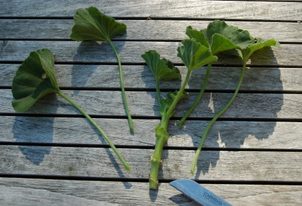 geranium cutting 3