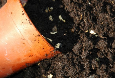 geranium cuttings soil 6