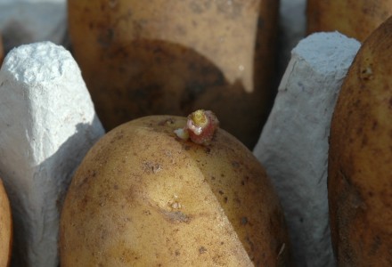 chitting potatoes