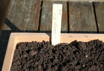 sowing summer cabbage seeds