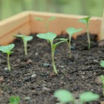 Cabbage Seedlings