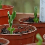 Pea Kelvedon Wonder Seedlings