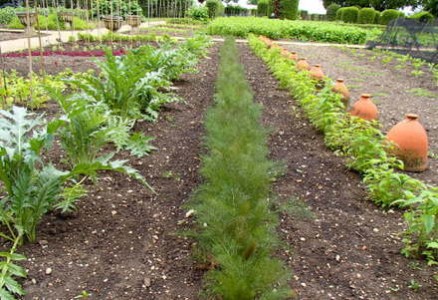 Le Manoir Vegetable Garden