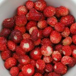 wild strawberries harvest