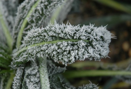frozen kale