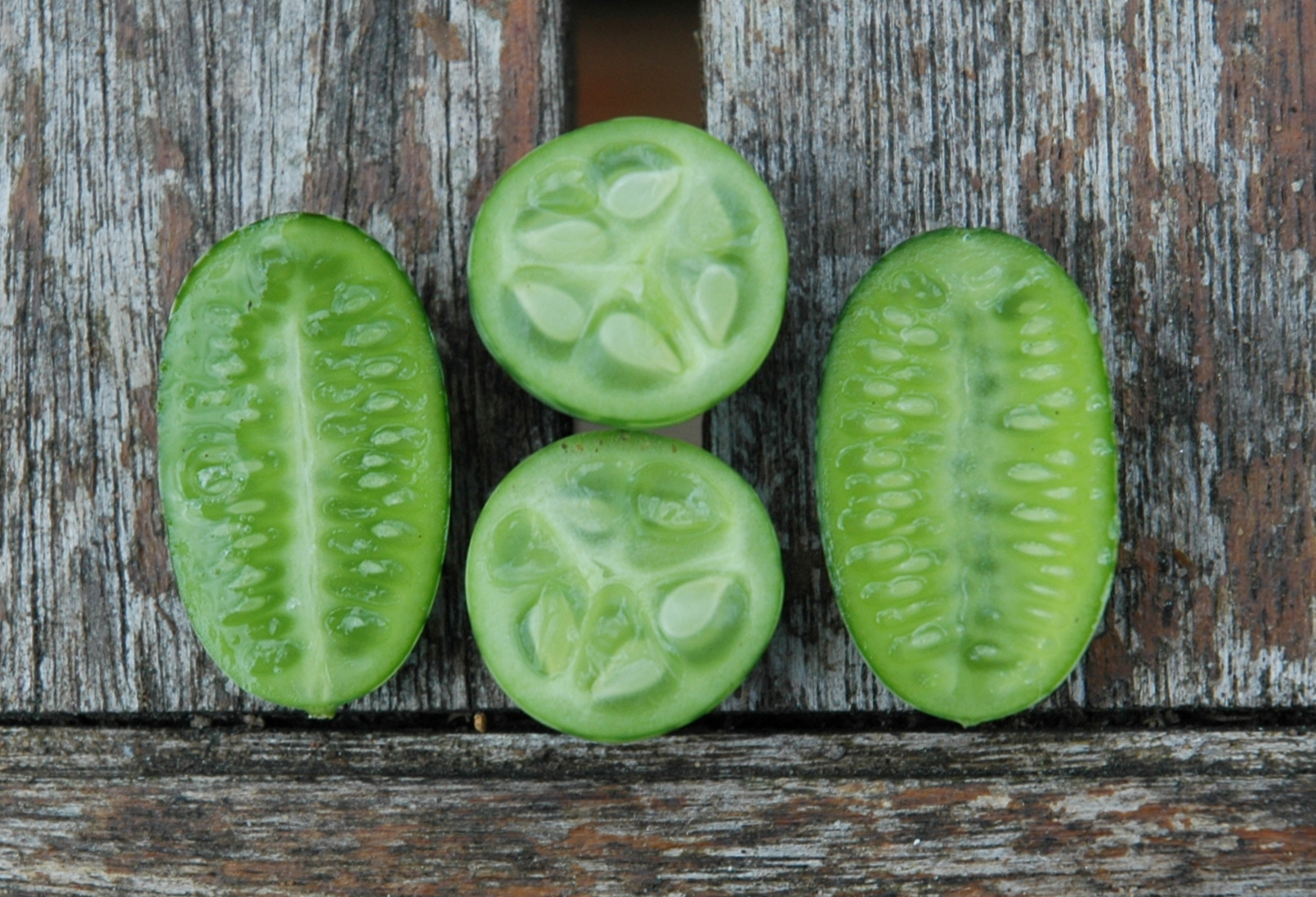 Garden Posts Growing Cucamelon