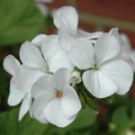 flowering vista white pelargoniumgeranium