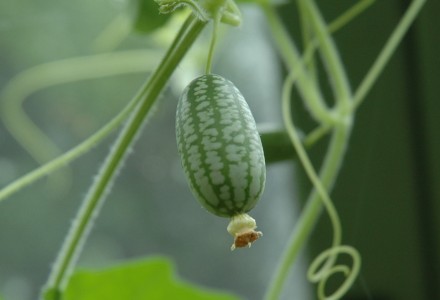 swelling cucamelon 2