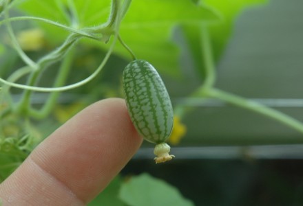 swelling cucamelon