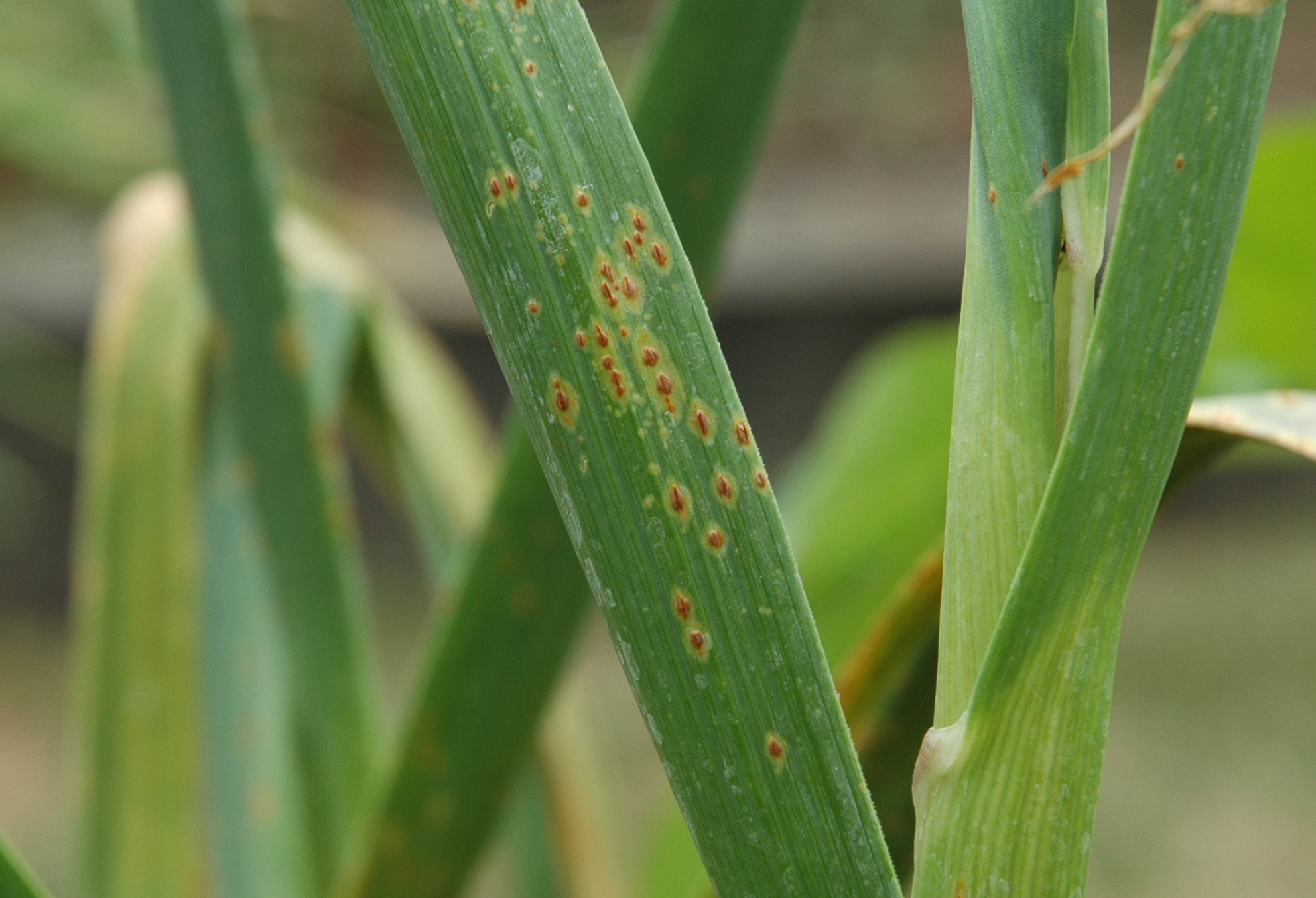 Garden Posts Garlic Rust