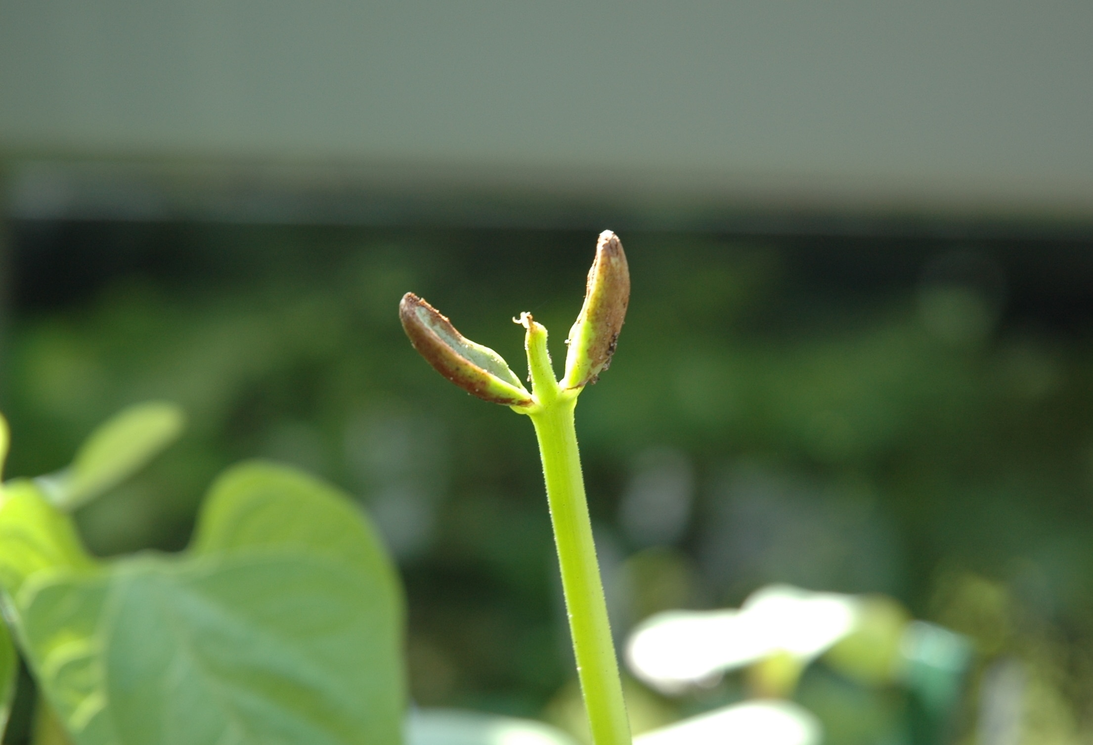 garden-posts-bean-shoots-eaten