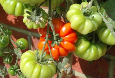 tomato costoluto fiorentino