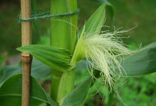 Sweetcorn - Corn on the Cob