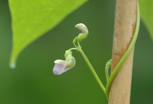 climbing bean flower bud