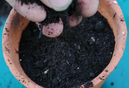 cover seeds with compost