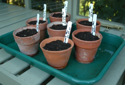 Sweet Pea Seed Pots in Greenhouse