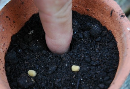 push sweet pea seed into compost