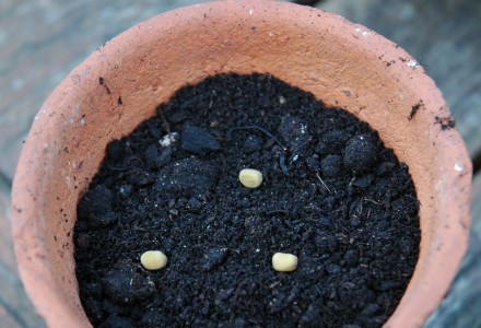 Sweet Pea Seeds in Terracotta Pot